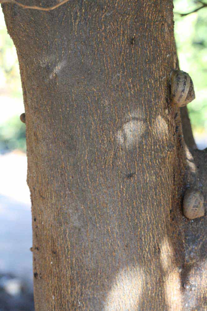              Bark (Riverside, CA)       